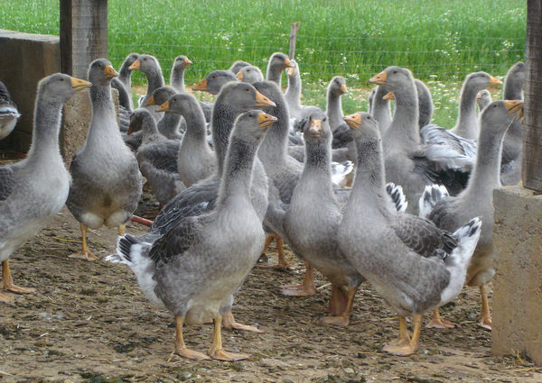 Geese at foie gras farm, Dordogne, France