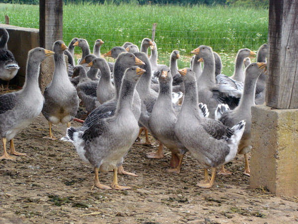 Farm Geese in Dordogne, France