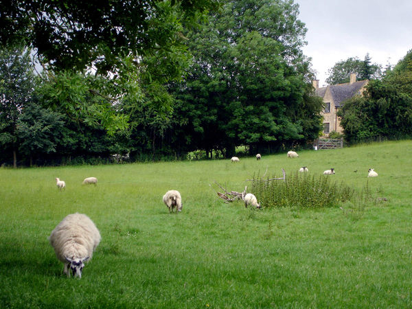 Sheep in Chipping Campden, England