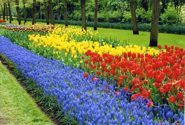 Flowers at Keukenhof, Lisse, Netherlands 