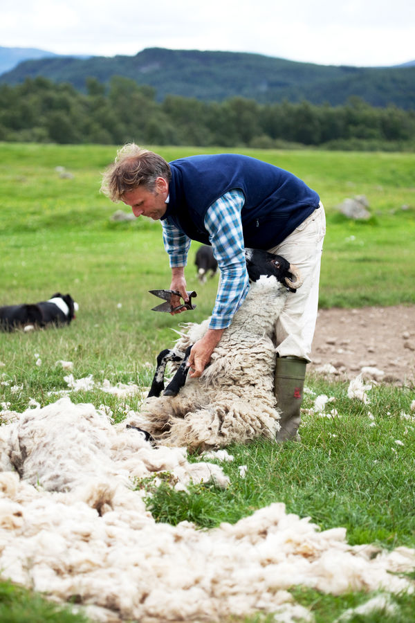 Sheep shearing at Leault Farm, Kincraig, Scotland