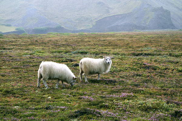 Sheep roaming near the South Coast