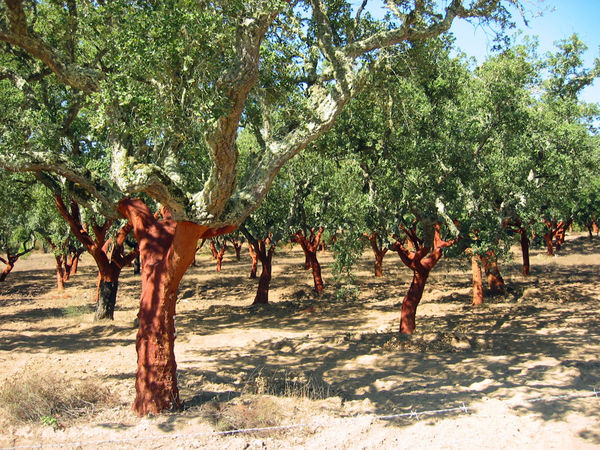 Cork-tree orchard in Alentejo region, Portugal