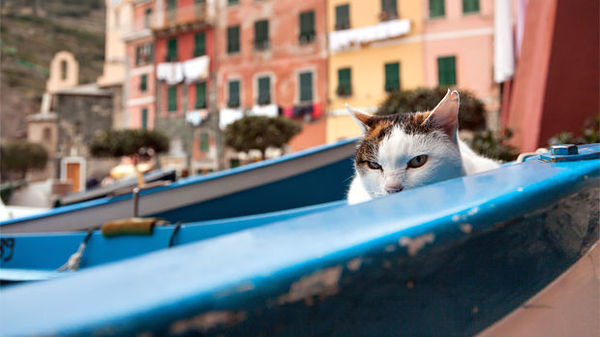 Harbor kitty, Vernazza (Cinque Terre), Italy