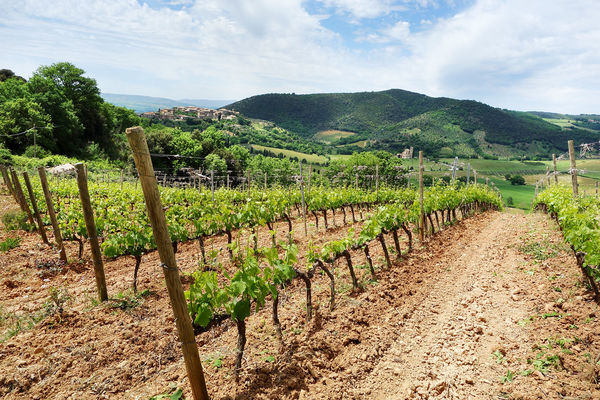 Vineyards near Montalcino, Italy