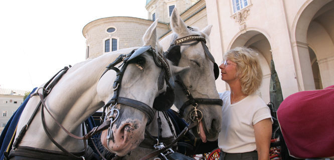 Nuzzly horses, Salzburg, Austria
