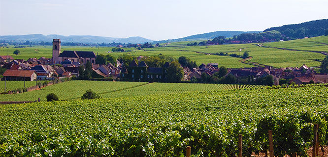 Vineyards, Pommard, France