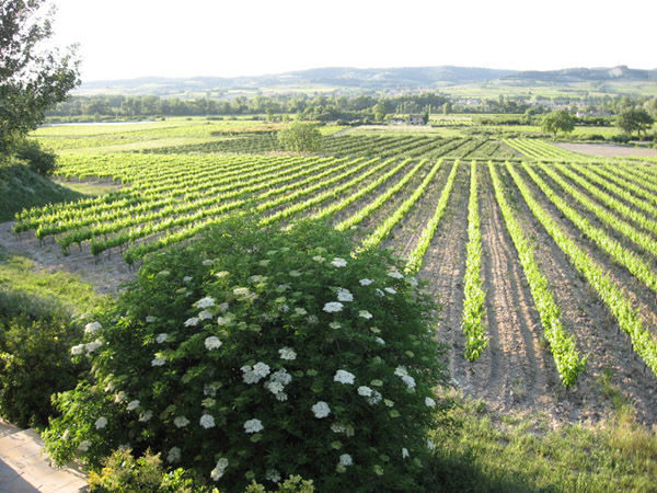 Côtes du Rhône wine road, France