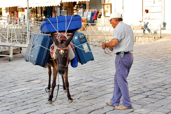 Mule in Hydra, Greece