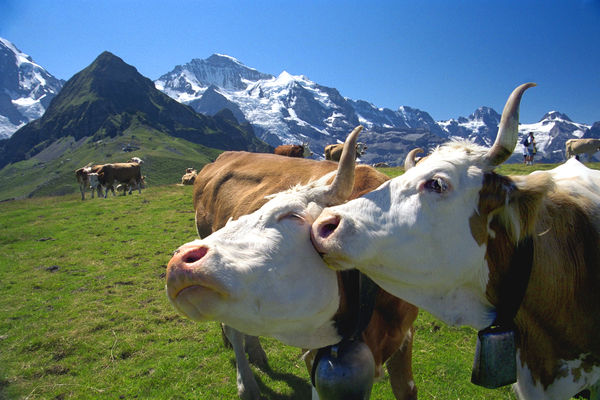 Friendly cows and Jungfrau peak, on the Männlichen–Kleine Scheidegg trail, Berner Oberland, Switzerland