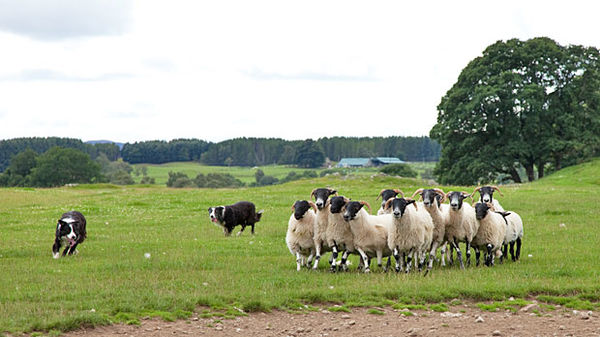 Sheepdog at work, Leault Farm, Kincraig, Scotland