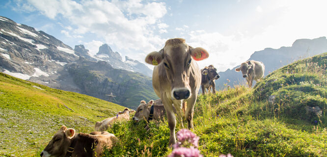 Cows in Engelberg, Switzerland