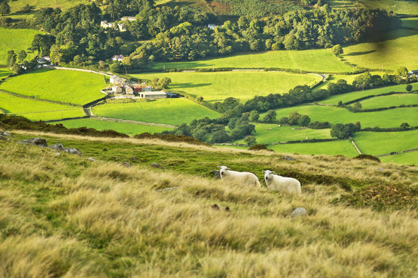 Pasture and sheep near Llanfairfechan