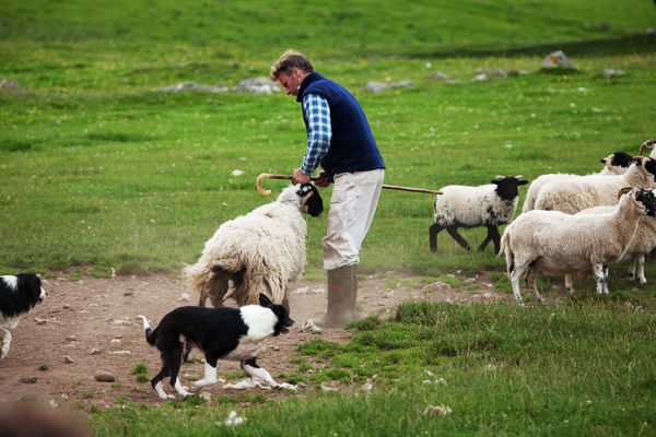 Leault Working Sheepdog Farm, Kincraig, Scotland