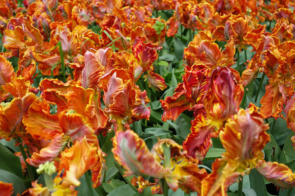 Tulips at Keukenhof gardens, Lisse, Netherlands