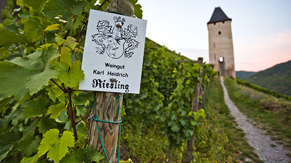 Riesling vines, Bacharach, Germany