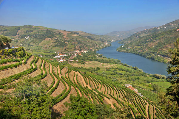 Terraced vineyards, Douro Valley, Portugal