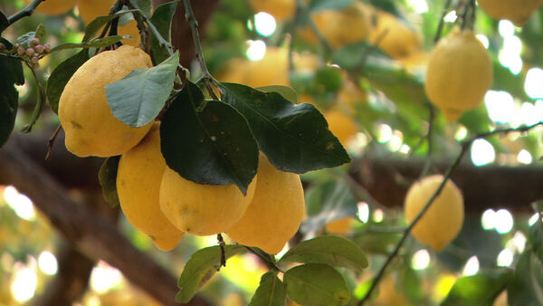 Lemons in the Amalfi Coast, Italy