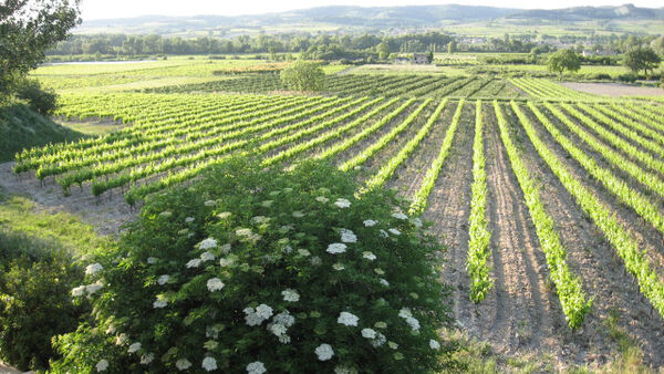 Côtes du Rhône wine road, France