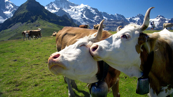 Cows in Berner Oberland