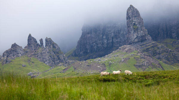 Sheep crossing, Isle of Skye, Scotland