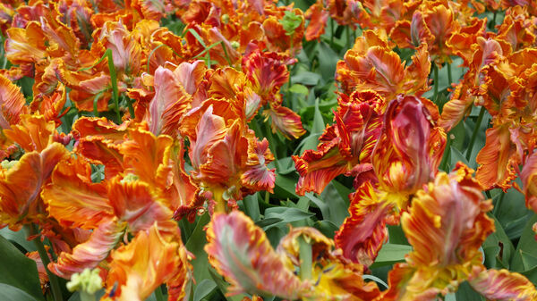 Tulips at Keukenhof gardens, Lisse