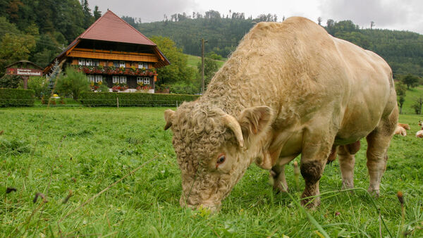 Vogtsbauernhof Black Forest Open-Air Museum, Gutach