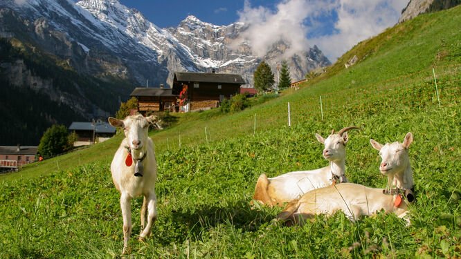Gimmelwald 