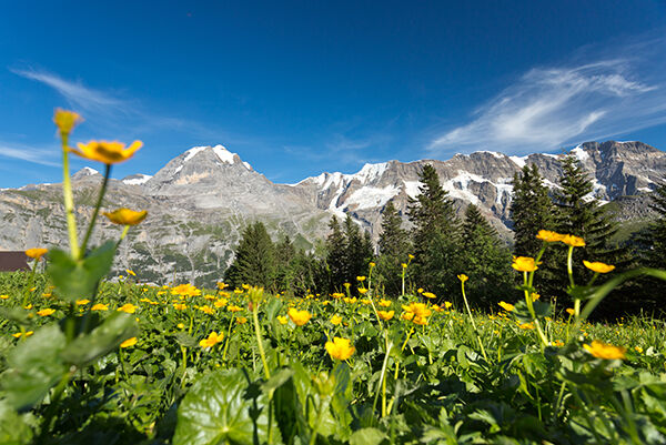 Wildflowers in the Berner Oberland, Switzerland