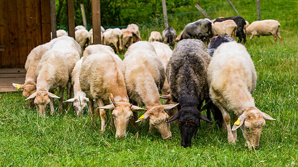 Basque sheep
