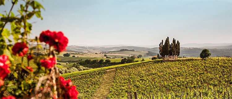 Rolling hills and cypress trees of rural Tuscany, with red geraniums in the foreground