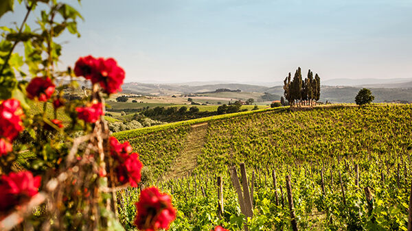 Rolling hills and cypress trees of rural Tuscany, with red geraniums in the foreground