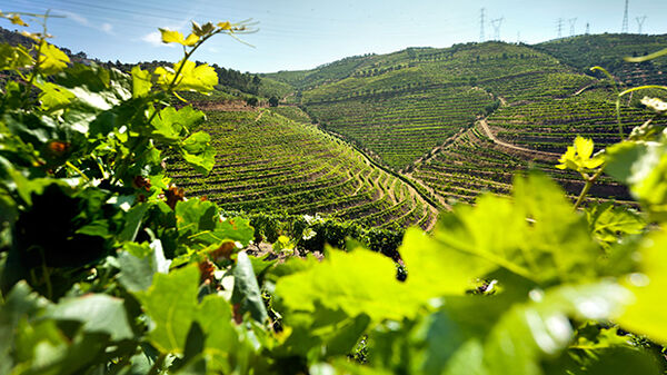 Vineyard-covered hillsides in the Douro Valley, Portugal