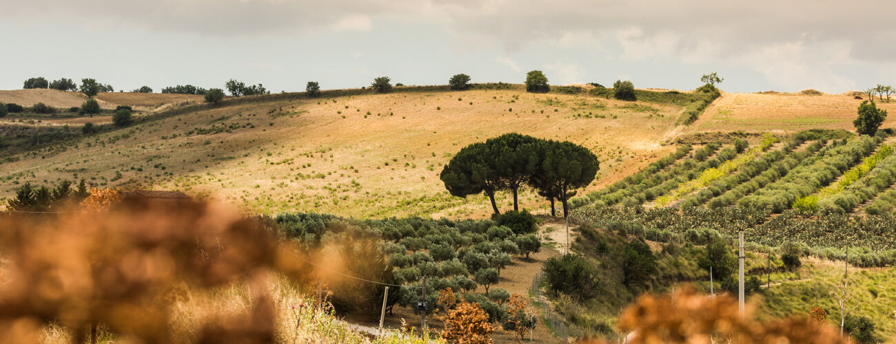 italy-sicily-field