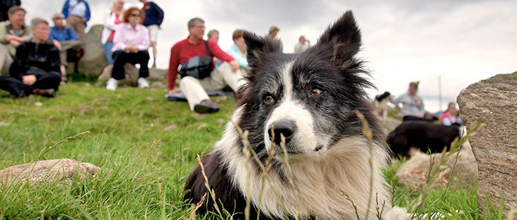 scotland-sheepdog