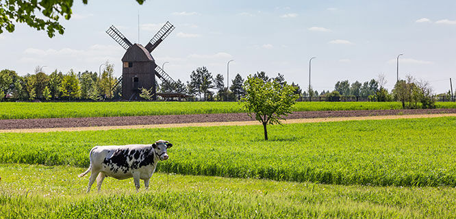 poland-countryside-cow