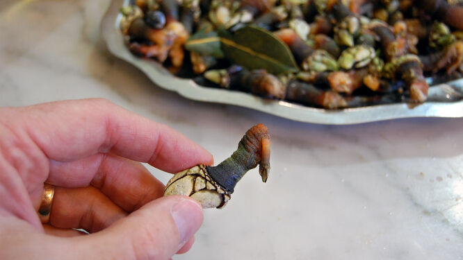 Close-up of a recently harvested and freshly cooked barnacle at a café in Santiago, Spain