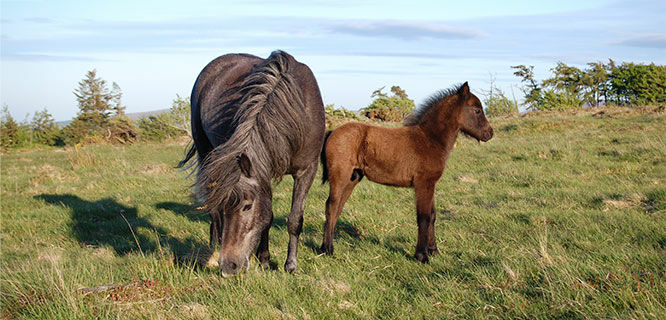 dartmoor-england-moorland-ponies