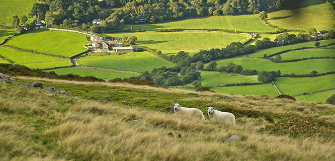 Sheep in field, Wales