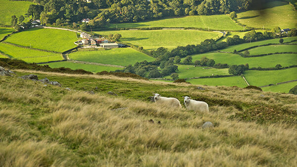 Sheep in field, Wales