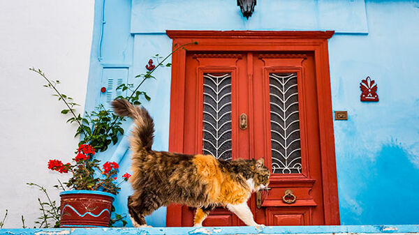 greece-hydra-cat-and-red-door