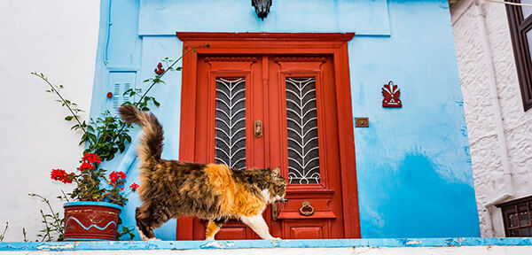 greece-hydra--cat-and-red-door