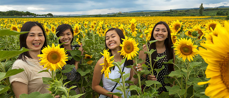 hungarian-sunflower-field