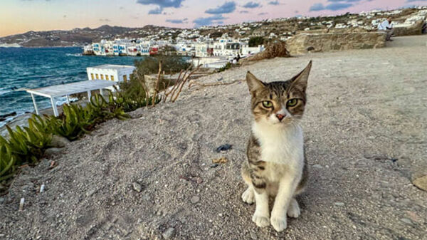 Cat by the seaside, Mykonos, Greece