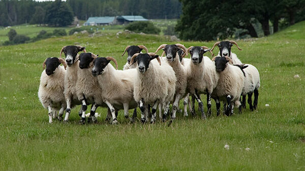 scotland-highlands-pack-of-sheep