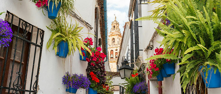 Street with flower pots, Cordoba, Spain