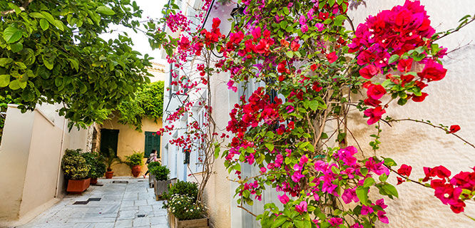 athens lane-with-pink-bouganvilla