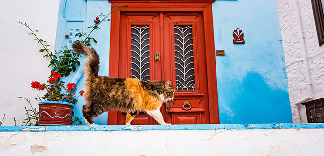 A cat in front of a red door in Hydra, Greece.