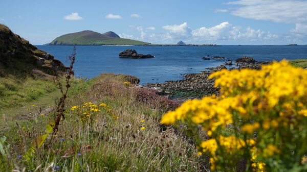 Coastline with flowers, Dingle, Ireland