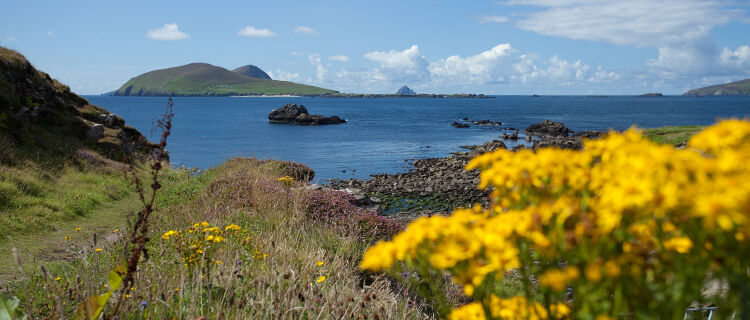 Coastline with flowers, Dingle, Ireland